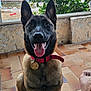 dog, canine, pet, sitting, tongue_out, red_collar, tile_floor, green_bush, stone_wall, car, outdoor, happy, smiling, animal, ears_up, domestic_animal, foot, relaxed, daylight, portrait