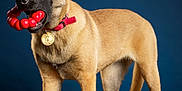 Luna participe au concours pour gagner de l'argent avec cette photo : alert, animal, background, belgian_malinois, blue_background, canine, dog, ears, fur, gold_tag, gray_surface, indoor, mouth, pet, playful, portrait, red_collar, standing, studio, toy