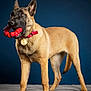 alert, animal, background, belgian_malinois, blue_background, canine, dog, ears, fur, gold_tag, gray_surface, indoor, mouth, pet, playful, portrait, red_collar, standing, studio, toy