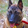 dog, canine, pet, outdoor, grass, mud, collar, tag, tongue, portrait, animal, ears, brown, black, fur, closeup, nature, happy, muzzle, face