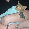 Jody is registered to the contest to win money with this photo: cat, kitten, orange_cat, sleeping, sleepy, blanket, blue_blanket, cuddling, person, arms, 抱抱, portrait, indoor, close_up, pet, feline, relaxed, cozy, tattoo, bracelet