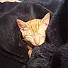 Jody joined the competition — help win amazing prizes! cat, kitten, orange_tabby, sleeping, closed_eyes, pet, animal, feline, fur, whiskers, ears, face, cozy, blanket, black_blanket, indoors, cuddled, resting, cute, portrait