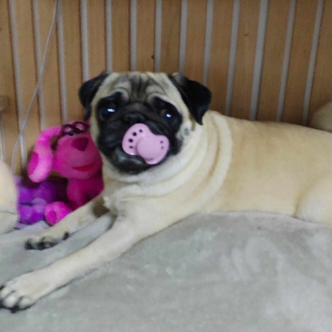 Romy a rejoint le concours — aidez-le/la à gagner de superbes lots ! animal, ball, bed, bodypart, boxer, bulldog, canine, crib, dog, frenchbulldog, furniture, indoors, infantbed, mouth, person, pet, pug, puppy, sport, tennis