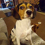 Molly Jo joined the competition — help win amazing prizes! dog, beagle, small_dog, indoor, couch, carpet, furniture, pet, animal, brown, white, black, ears, face, sitting, home, living_room, cute, companion, paw