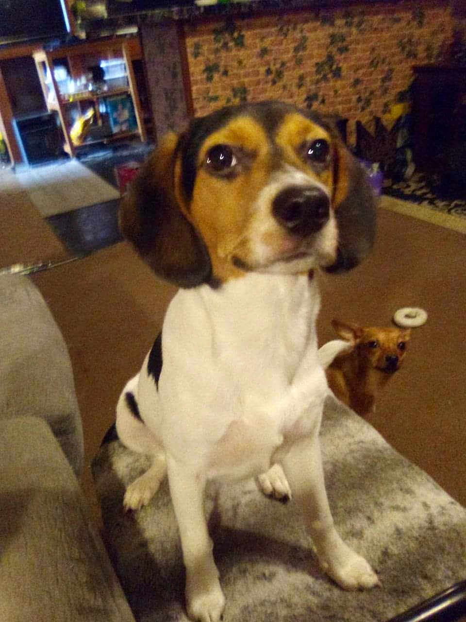 Molly Jo joined the competition — help win amazing prizes! dog, beagle, small_dog, indoor, couch, carpet, furniture, pet, animal, brown, white, black, ears, face, sitting, home, living_room, cute, companion, paw
