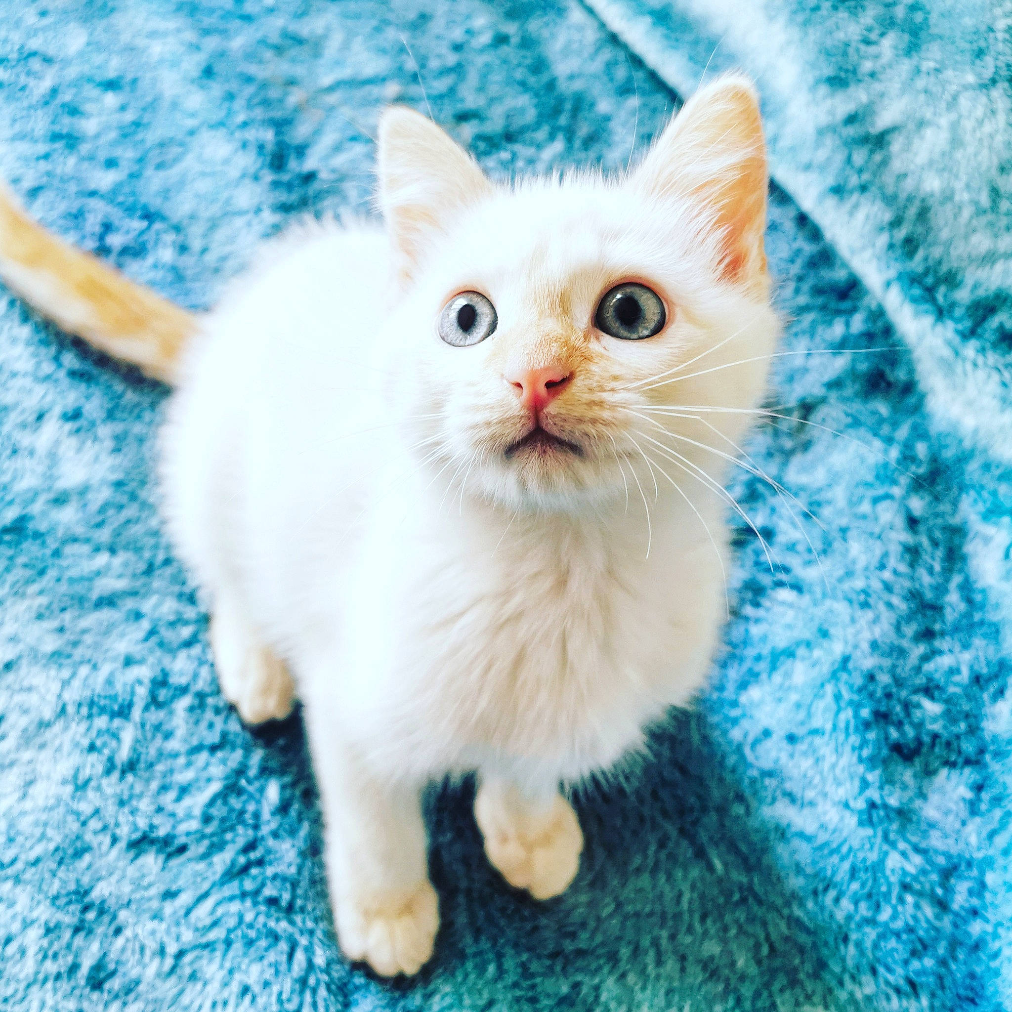 Rocket a rejoint le concours — aidez-le/la à gagner de superbes lots ! carnivore, cat, fawn, felidae, fur, kitten, small_to_medium_sized_cats, snout, vertebrate, whiskers