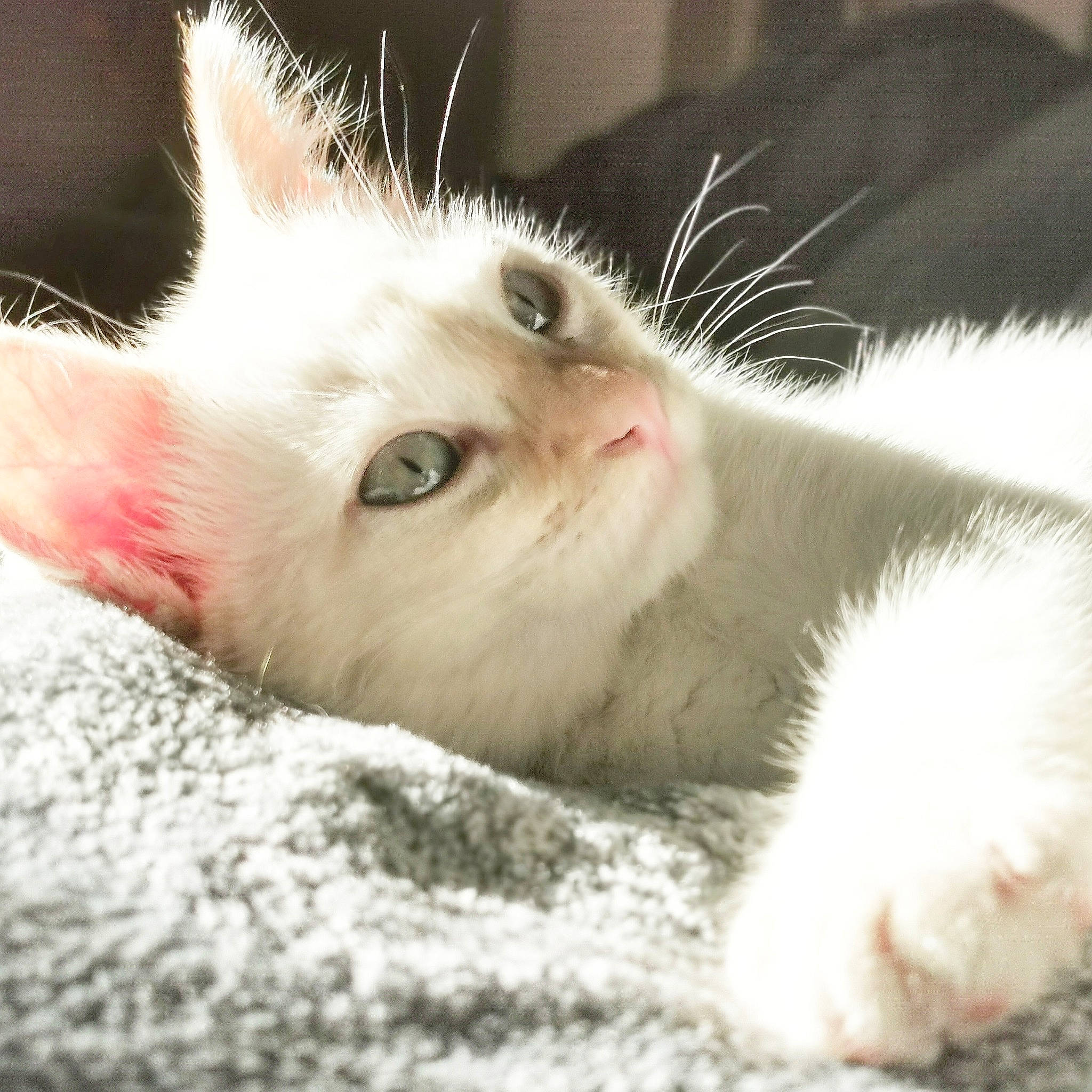 Rocket a rejoint le concours — aidez-le/la à gagner de superbes lots ! carnivore, cat, close_up, facial_expression, felidae, fur, paw, skin, small_to_medium_sized_cats, snout, vertebrate, whiskers