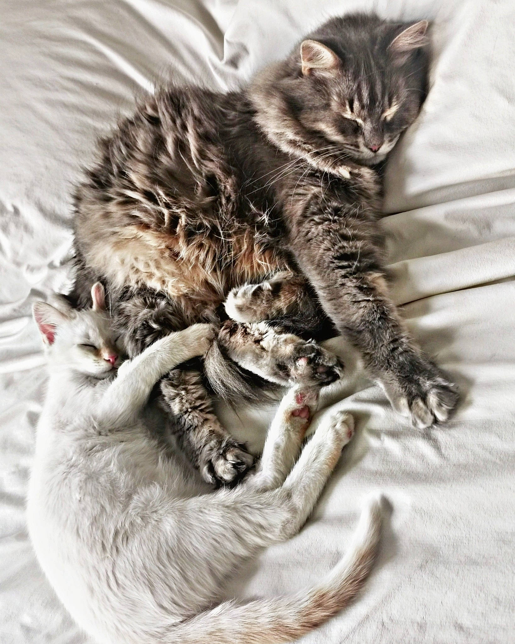 Rocket a rejoint le concours — aidez-le/la à gagner de superbes lots ! carnivore, cat, claw, facial_expression, felidae, fur, grey, kitten, linens, organism, paw, skin, small_to_medium_sized_cats, snout, tail, terrestrial_animal, toe, vertebrate, whiskers