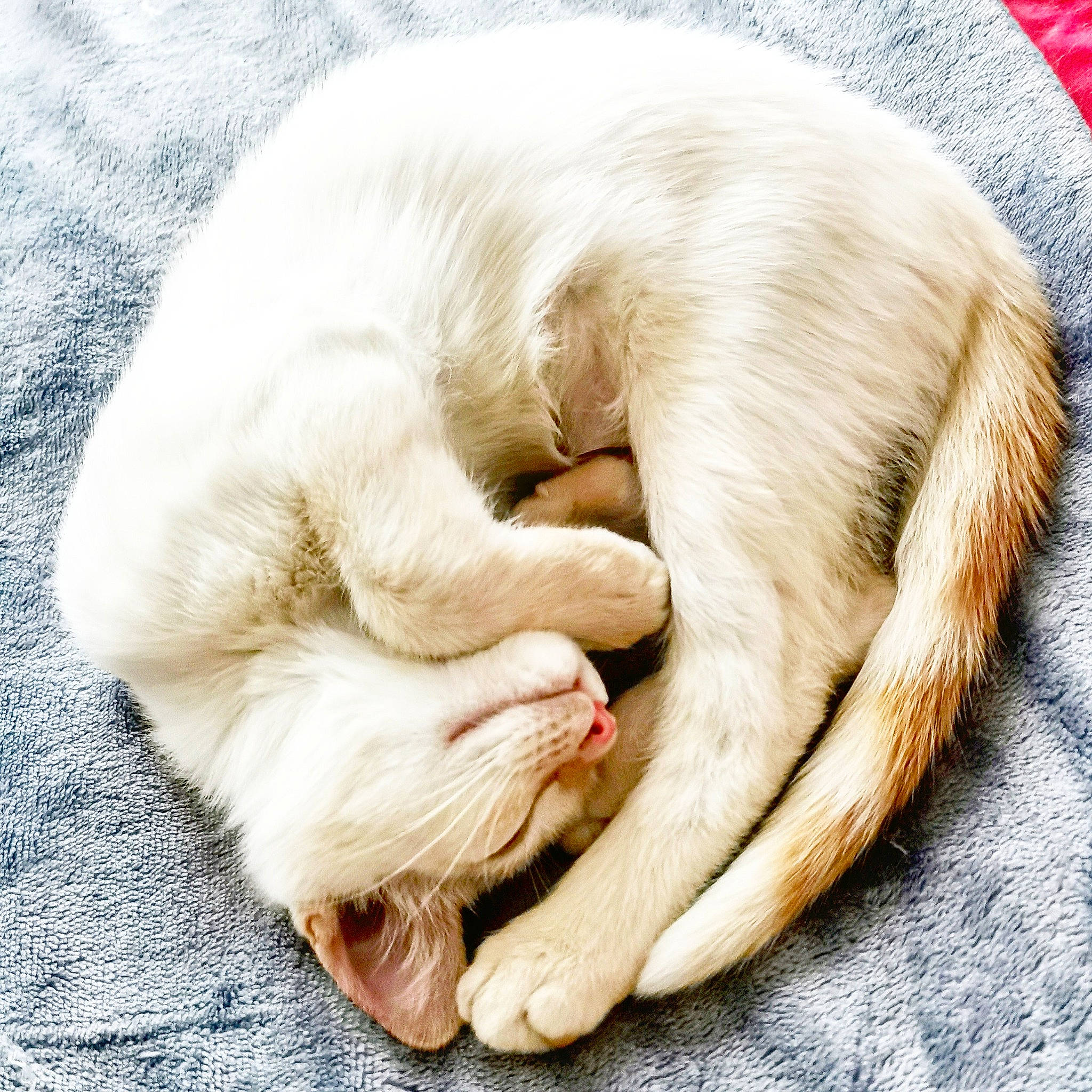 Rocket a rejoint le concours — aidez-le/la à gagner de superbes lots ! carnivore, cat, claw, comfort, facial_expression, fawn, felidae, fur, nap, paw, sleep, small_to_medium_sized_cats, snout, terrestrial_animal, toe, tongue, tooth, vertebrate, whiskers