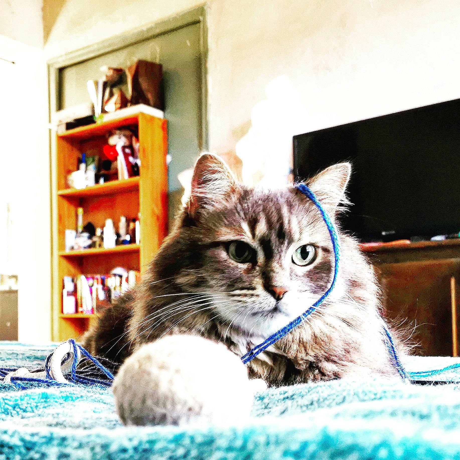 Inox participe au concours pour gagner de l'argent avec cette photo : ball, carnivore, cat, curious, display_device, domestic_short_haired_cat, felidae, fur, home_accessories, led_backlit_lcd_display, pet_supply, room, shelf, shelving, small_to_medium_sized_cats, snout, tabby_cat, whiskers