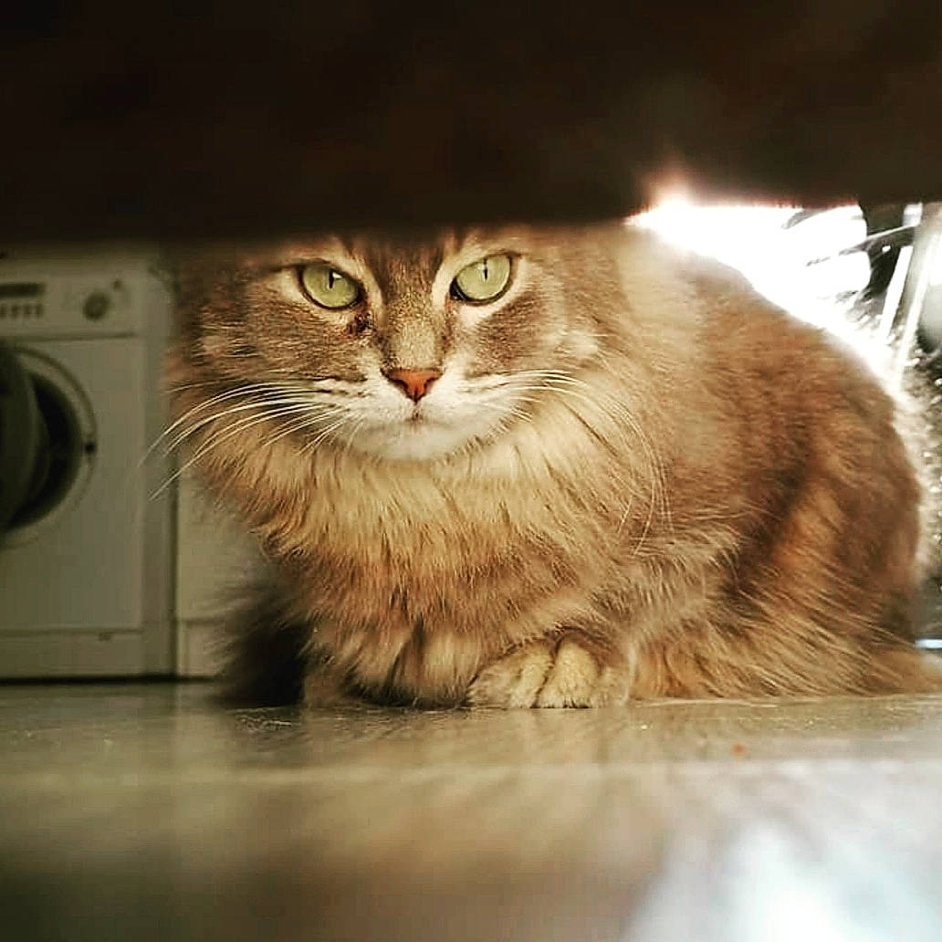 Inox a rejoint le concours — aidez-le/la à gagner de superbes lots ! asian_semi_longhair, beige, british_semi_longhair, carnivore, cat, clothes_dryer, fawn, felidae, fur, home_appliance, kitchen_appliance, kitten, laundry, laundry_room, major_appliance, pet_supply, small_to_medium_sized_cats, snout, washing_machine, whiskers