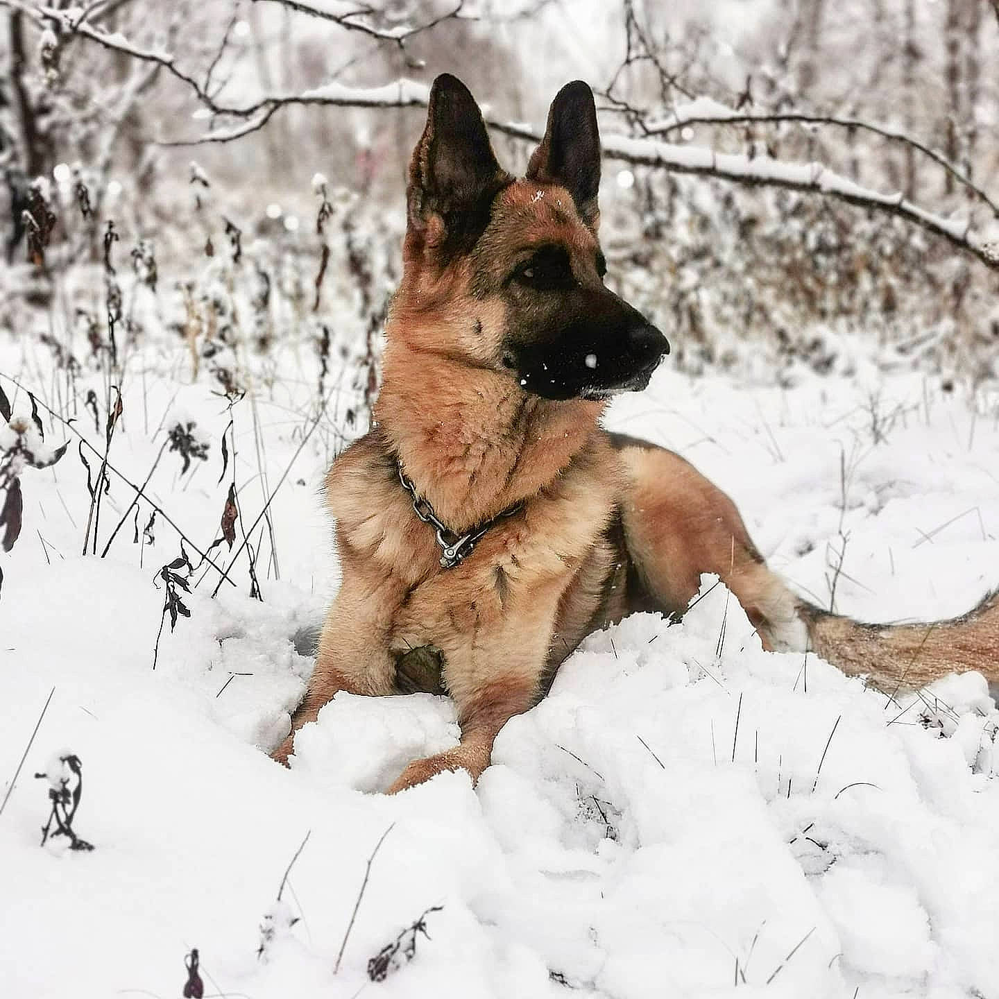 Myrka a rejoint le concours — aidez-le/la à gagner de superbes lots ! canidae, carnivore, collar, companion_dog, dog, dog_breed, fawn, freezing, glacial_landform, herding_dog, ice, liver, precipitation, snout, snow, sporting_group, twig, winter, working_animal, working_dog