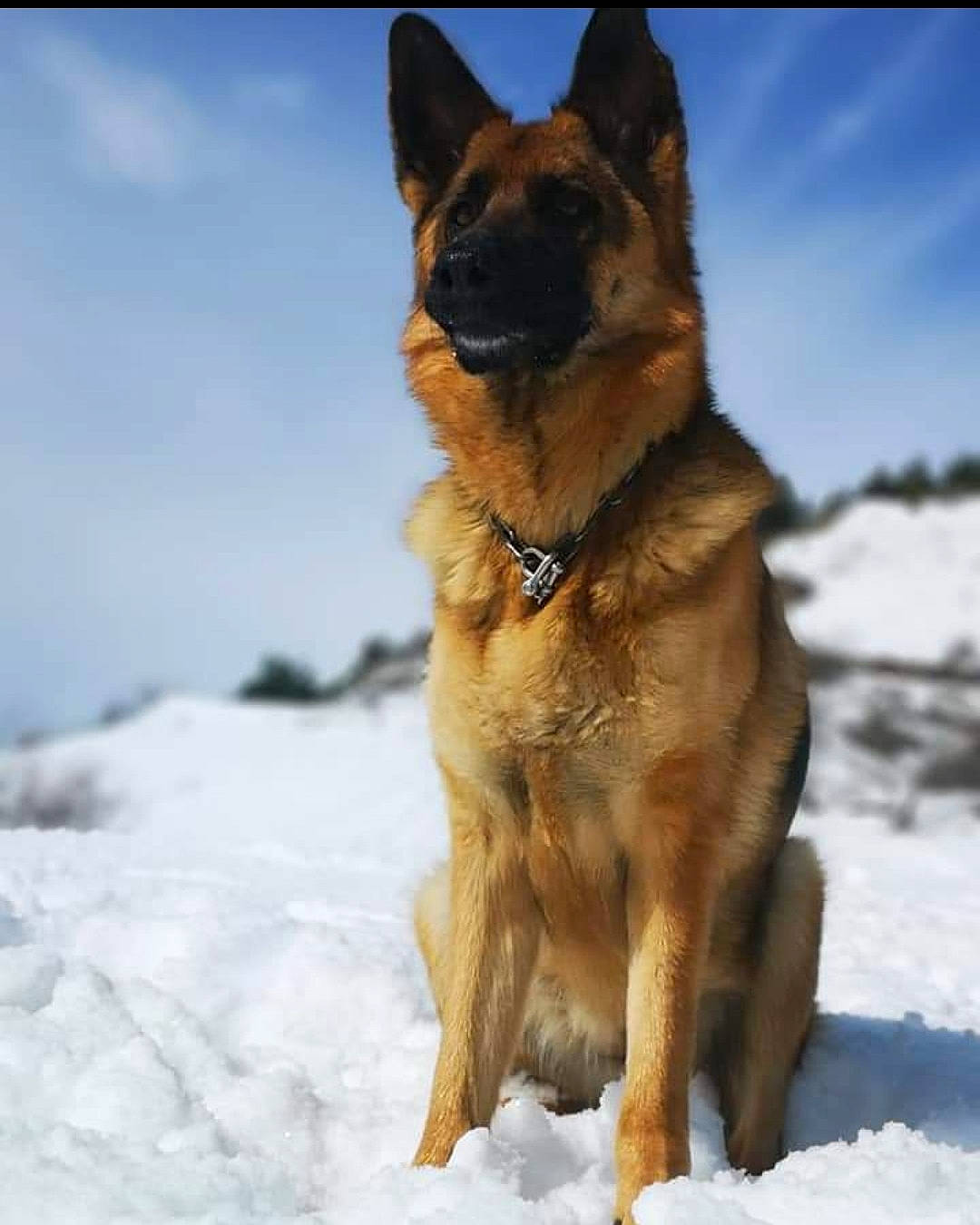 Myrka a rejoint le concours — aidez-le/la à gagner de superbes lots ! brown, canidae, carnivore, collar, dog, dog_breed, fawn, freezing, german_shepherd_dog, glacial_landform, ice, king_shepherd, liver, old_german_shepherd_dog, police_dog, precipitation, snout, snow, sporting_group, winter