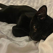 Furrari is registered to the contest to win money with this photo: black_cat, cat, bed, blanket, indoor, pet, animal, feline, relaxed, sleepy, lying_down, cozy, white_bedspread, whiskers, ears, eyes, fur, domestic_cat, resting, closeup