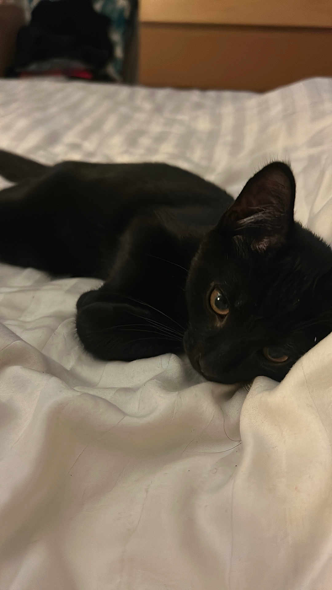 Furrari is registered to the contest to win money with this photo: black_cat, cat, bed, blanket, indoor, pet, animal, feline, relaxed, sleepy, lying_down, cozy, white_bedspread, whiskers, ears, eyes, fur, domestic_cat, resting, closeup