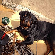 Hulk participe au concours pour gagner de l'argent avec cette photo : animal, ball, black, blanket, brown, collar, dog, fur, laying_down, leopard_print, mammal, outdoor, paw, pet, relaxed, rottweiler, shadow, sunlight, tile_floor, wall