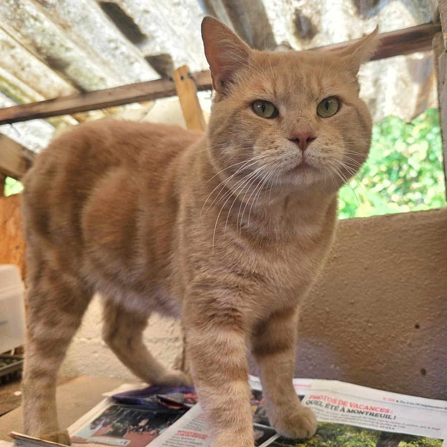 Spidermane a rejoint le concours — aidez-le/la à gagner de superbes lots ! cat, ginger_cat, orange_cat, feline, standing, animal, whiskers, ears, eyes, portrait, outdoors, rustic, roof, metal_roof, wooden_beams, newspaper, ledge, greenery, natural_light, serious_expression