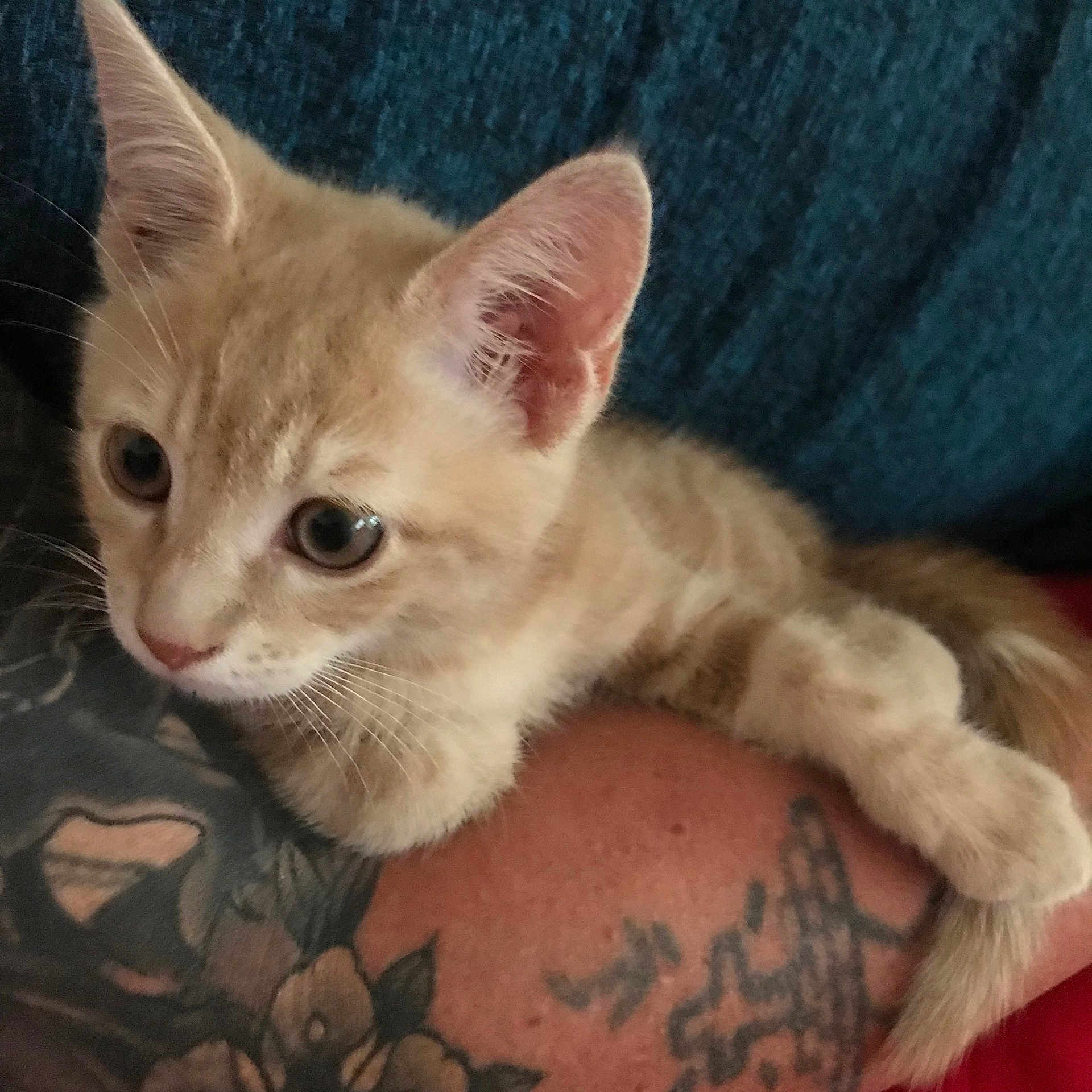 Spiderman participe au concours pour gagner de l'argent avec cette photo : animal, arm, cat, clinging, closeup, curious, cute, ears, eyes, feline, fur, ginger, indoor, kitten, paws, pet, small, tattoo, whiskers, young