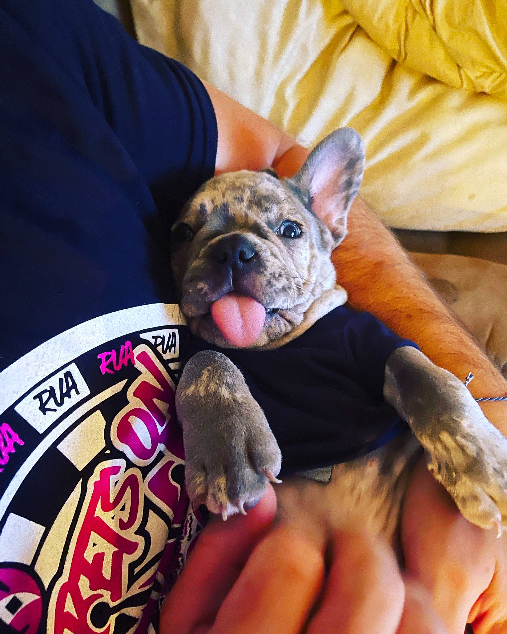 Weezy joined the competition — help win amazing prizes! carnivore, comfort, companion_dog, dog, dog_breed, ear, fawn, felidae, finger, fur, hand, mammal, nail, paw, snout, sporting_group, toy_dog, vertebrate, whiskers, wrinkle