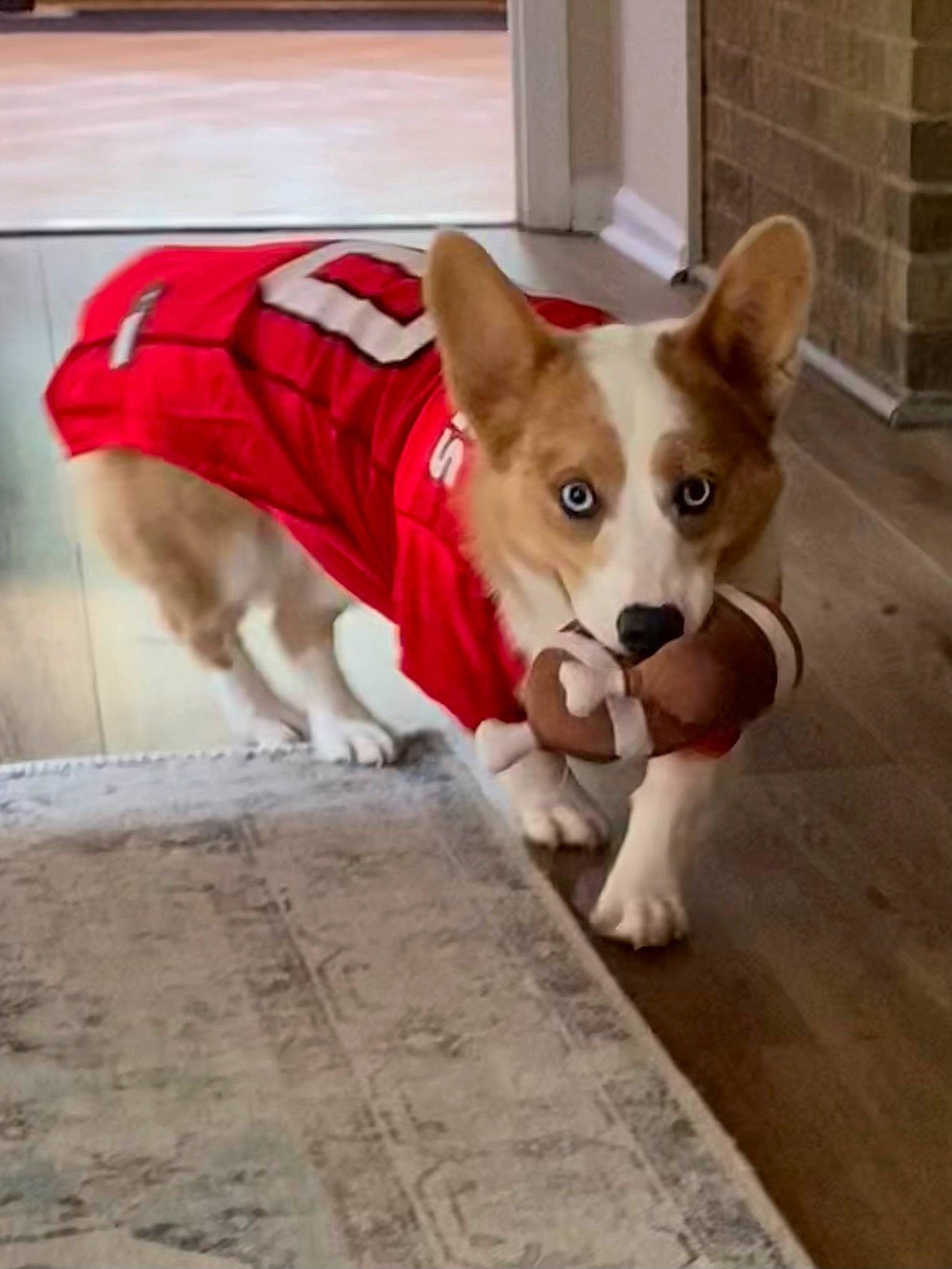 Knox joined the competition — help win amazing prizes! ancient_dog_breeds, carmine, carnivore, chihuahua, companion_dog, dog, dog_breed, dog_supply, fawn, flooring, hardwood, non_sporting_group, pet_supply, snout, sporting_group, tail, terrestrial_animal, toy_dog, wood, working_animal