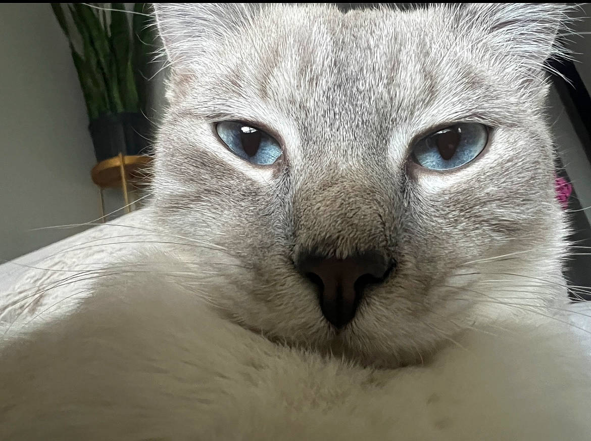 Yuki joined the competition — help win amazing prizes! birman, carnivore, cat, close_up, comfort, domestic_short_haired_cat, ear, eye, fawn, felidae, fur, head, houseplant, iris, plant, small_to_medium_sized_cats, snout, terrestrial_animal, whiskers, window