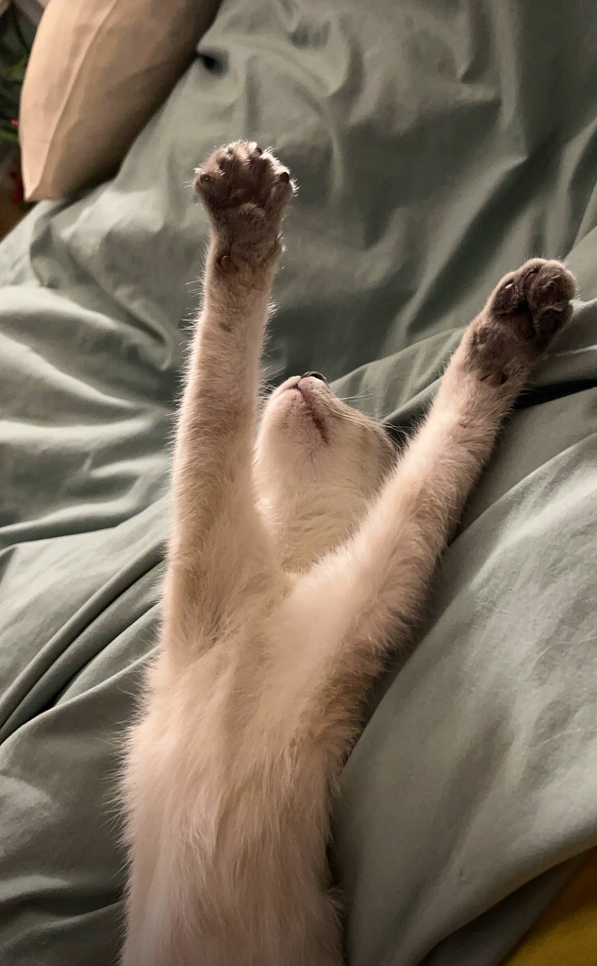 Yuki joined the competition — help win amazing prizes! barefoot, comfort, elbow, fawn, felidae, finger, foot, fur, gesture, grass, hand, human_leg, knee, nail, paw, small_to_medium_sized_cats, tail, terrestrial_animal, tree, whiskers
