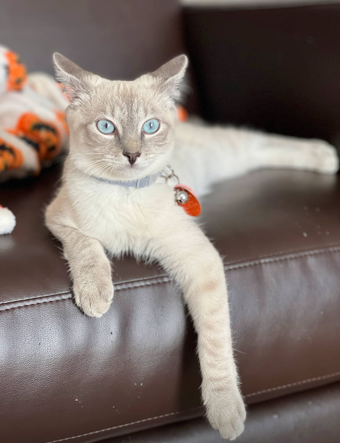 Yuki is registered to the contest to win money with this photo: carnivore, cat, cat_furniture, cat_supply, claw, comfort, couch, domestic_short_haired_cat, eye, fawn, felidae, fur, paw, pet_supply, sitting, small_to_medium_sized_cats, snout, tail, whiskers