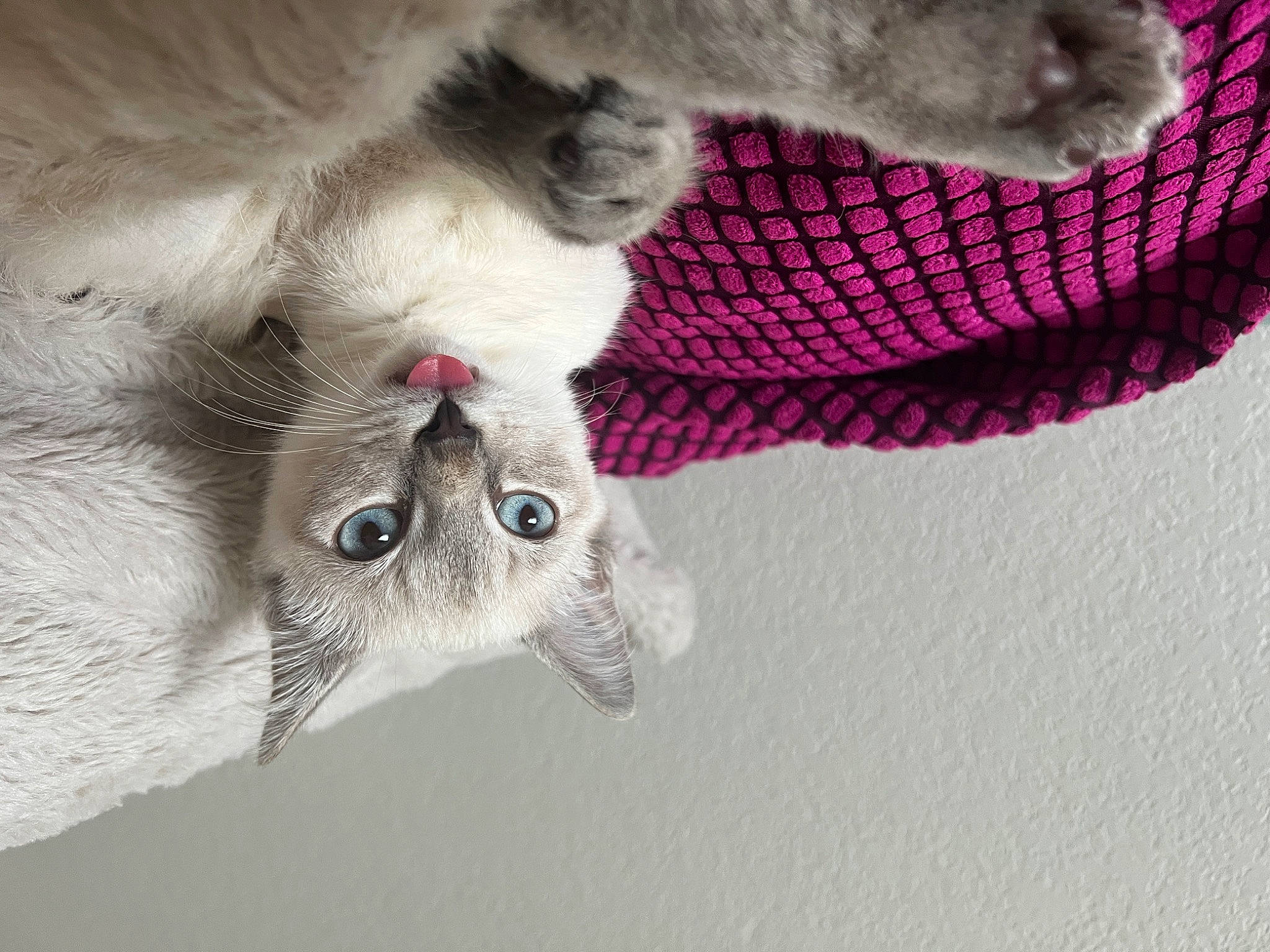 Yuki joined the competition — help win amazing prizes! canidae, carnivore, cat, claw, collar, dog_breed, domestic_short_haired_cat, fawn, felidae, fur, grey, mammal, paw, small_to_medium_sized_cats, snout, tail, vertebrate, whiskers, woolen, woven_fabric