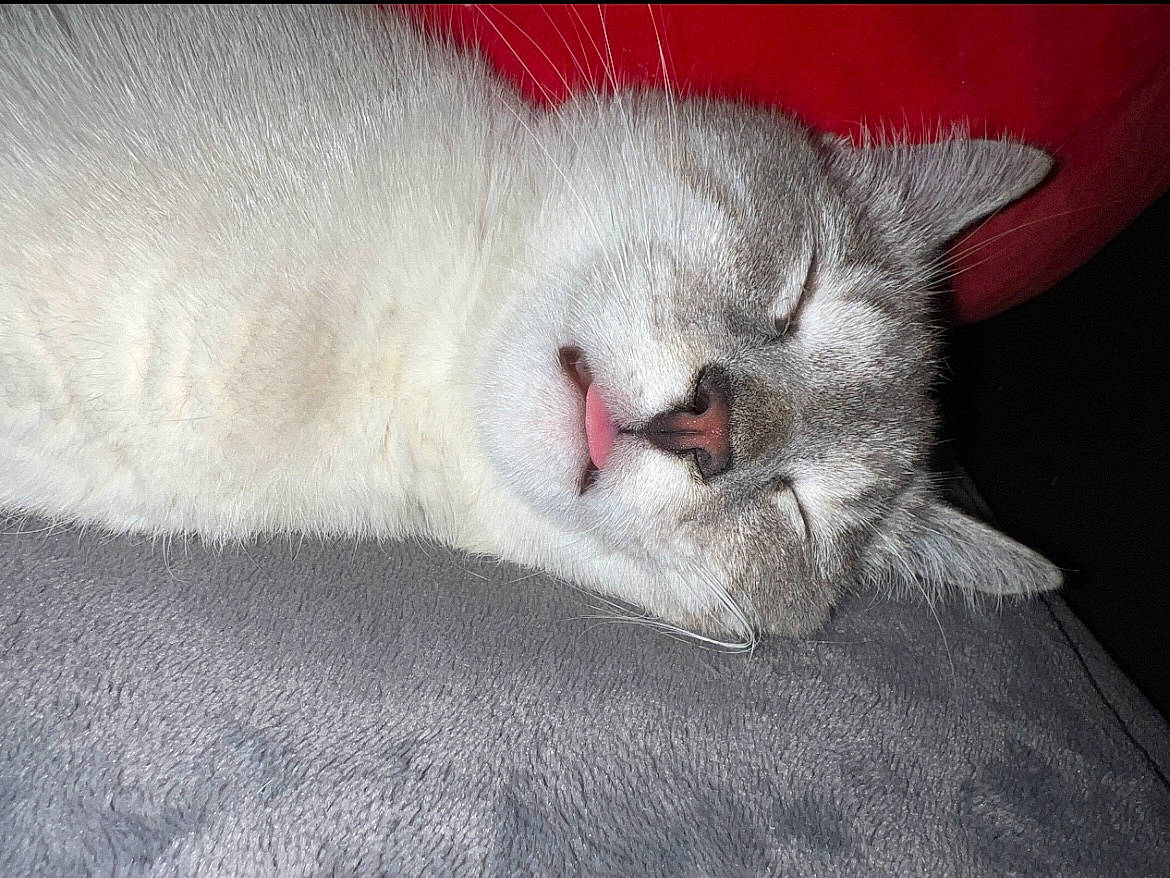 Yuki joined the competition — help win amazing prizes! carnivore, cat, comfort, domestic_short_haired_cat, fang, felidae, fur, grey, nap, paw, sleep, small_to_medium_sized_cats, snout, tail, terrestrial_animal, whiskers