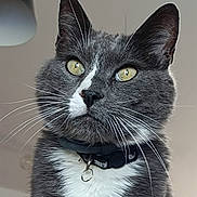 Junior a rejoint le concours — aidez-le/la à gagner de superbes lots ! cat, grey_cat, white_chest, yellow_eyes, whiskers, collar, pet, indoor, close_up, feline, animal, portrait, fur, alert, domestic_cat, cute, whiskers_visible, focused, mammal, house_pet