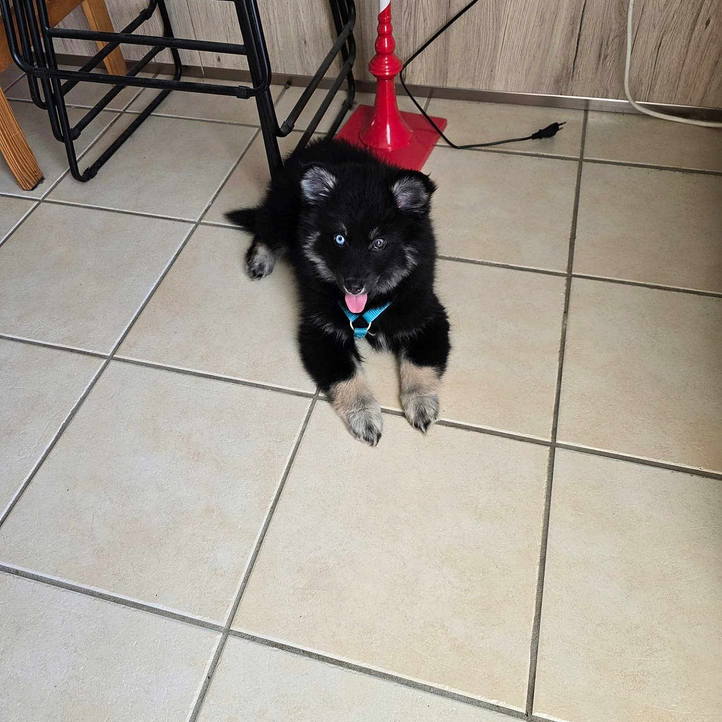 Bagheera