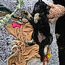 black_fur, blanket, blue_eyes, brown_blanket, cozy, cute, dog, floor_tiles, fur, home, indoor, lying_down, pet, pink_toy, plush_toy, puppy, relaxed, rope_toy, soft_texture, toy