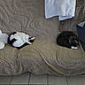 animal, black_and_white_cat, blanket, cat, comfort, couch, cozy, curled_up, fur, gray_cat, home, indoor, pattern, pet, pillow, relaxation, rest, sleeping, soft, tile_floor