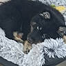 Bagheera a rejoint le concours — aidez-le/la à gagner de superbes lots ! animal, bed, black, blanket, cozy, cute, dog, ears, floor, fluffy, fur, indoor, looking_up, paw, pet, puppy, resting, soft, tan, young