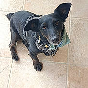 Loustic a rejoint le concours — aidez-le/la à gagner de superbes lots ! dog, black_dog, pet, canine, animal, harness, bandana, ears, floor, tile, looking_up, curious, indoor, mammal, companion, cute, small_dog, sitting, domestic_animal, alert