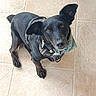 dog, black_dog, pet, canine, animal, harness, bandana, ears, floor, tile, looking_up, curious, indoor, mammal, companion, cute, small_dog, sitting, domestic_animal, alert