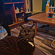 Wolfie joined the competition — help win amazing prizes! cat, black_cat, feline, pet, indoor, living_room, coffee_table, rug, television, shelf, cup, drink, spray_bottle, blanket, whiskers, close_up, portrait, cozy, furniture, floor