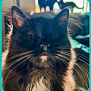 Whisker joined the competition — help win amazing prizes! cat, tuxedo_cat, black_cat, close_up, portrait, whiskers, fur, ears, eyes, nose, mouth, indoor, pet, feline, domestic_animal, mammal, curious_expression, backlit, soft_lighting, portrait_photography