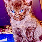 Cersei joined the competition — help win amazing prizes! kitten, cat, pet, feline, blue_eyes, fur, portrait, closeup, whiskers, paw, sitting, indoor, cute, young, small_animal, domestic_animal, looking_at_camera, fluffy, pink_nose, soft_light