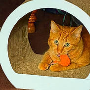 Benji joined the competition — help win amazing prizes! cat, orange_cat, ginger_cat, pet, toy, playing, cozy, cardboard_tunnel, scratcher, paws, whiskers, green_eyes, indoor, carpet, closeup, portrait, fur, feline, curious, relaxed