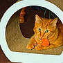 cat, orange_cat, ginger_cat, pet, toy, playing, cozy, cardboard_tunnel, scratcher, paws, whiskers, green_eyes, indoor, carpet, closeup, portrait, fur, feline, curious, relaxed