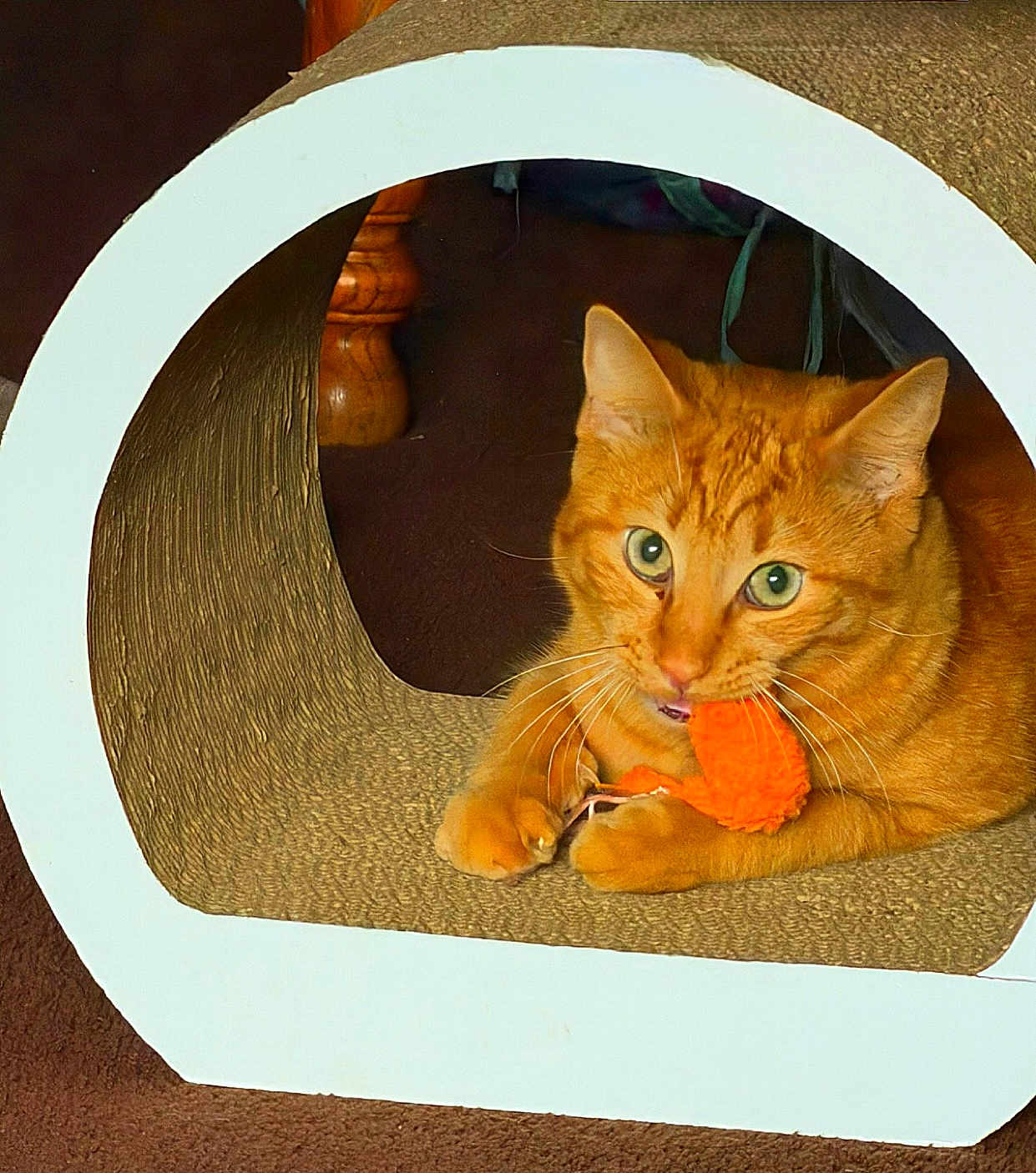 Benji joined the competition — help win amazing prizes! cat, orange_cat, ginger_cat, pet, toy, playing, cozy, cardboard_tunnel, scratcher, paws, whiskers, green_eyes, indoor, carpet, closeup, portrait, fur, feline, curious, relaxed