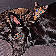 Chloe is registered to the contest to win money with this photo: cat, dog, tortoiseshell_cat, black_dog, pets, couch, indoor, lying_down, close_up, fur, ears, nose, eyes, wide_eyes, companionship, cozy, resting, flash, texture, playful