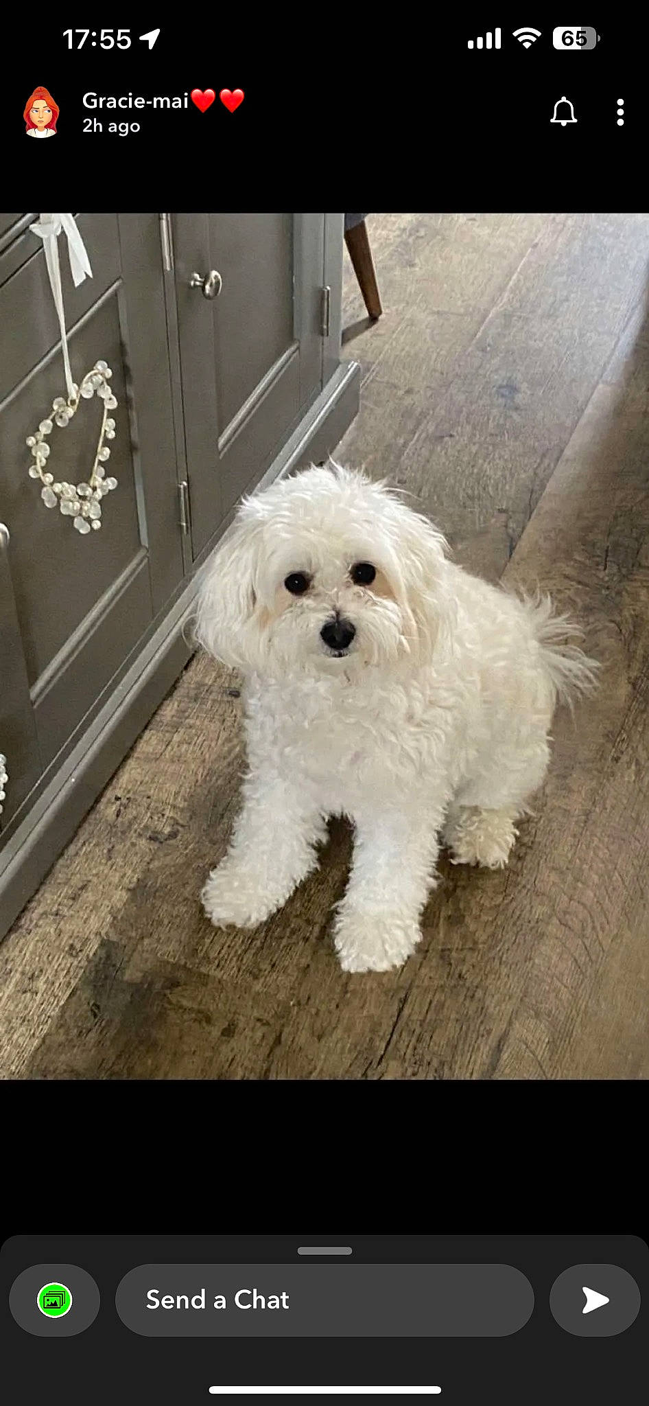 Diesel joined the competition — help win amazing prizes! canidae, carnivore, companion_dog, dog, dog_breed, dog_collar, door, flooring, fur, giant_dog_breed, maltepoo, non_sporting_group, poodle, small_terrier, snout, sporting_group, terrier, toy_dog, water_dog, working_animal