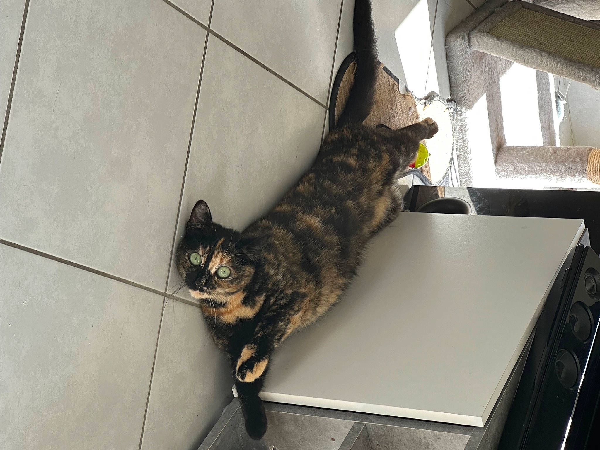 Thalie participe au concours pour gagner de l'argent avec cette photo : carnivore, cat, domestic_short_haired_cat, felidae, floor, flooring, fur, grey, paw, road_surface, sitting, small_to_medium_sized_cats, tail, terrestrial_animal, whiskers, window