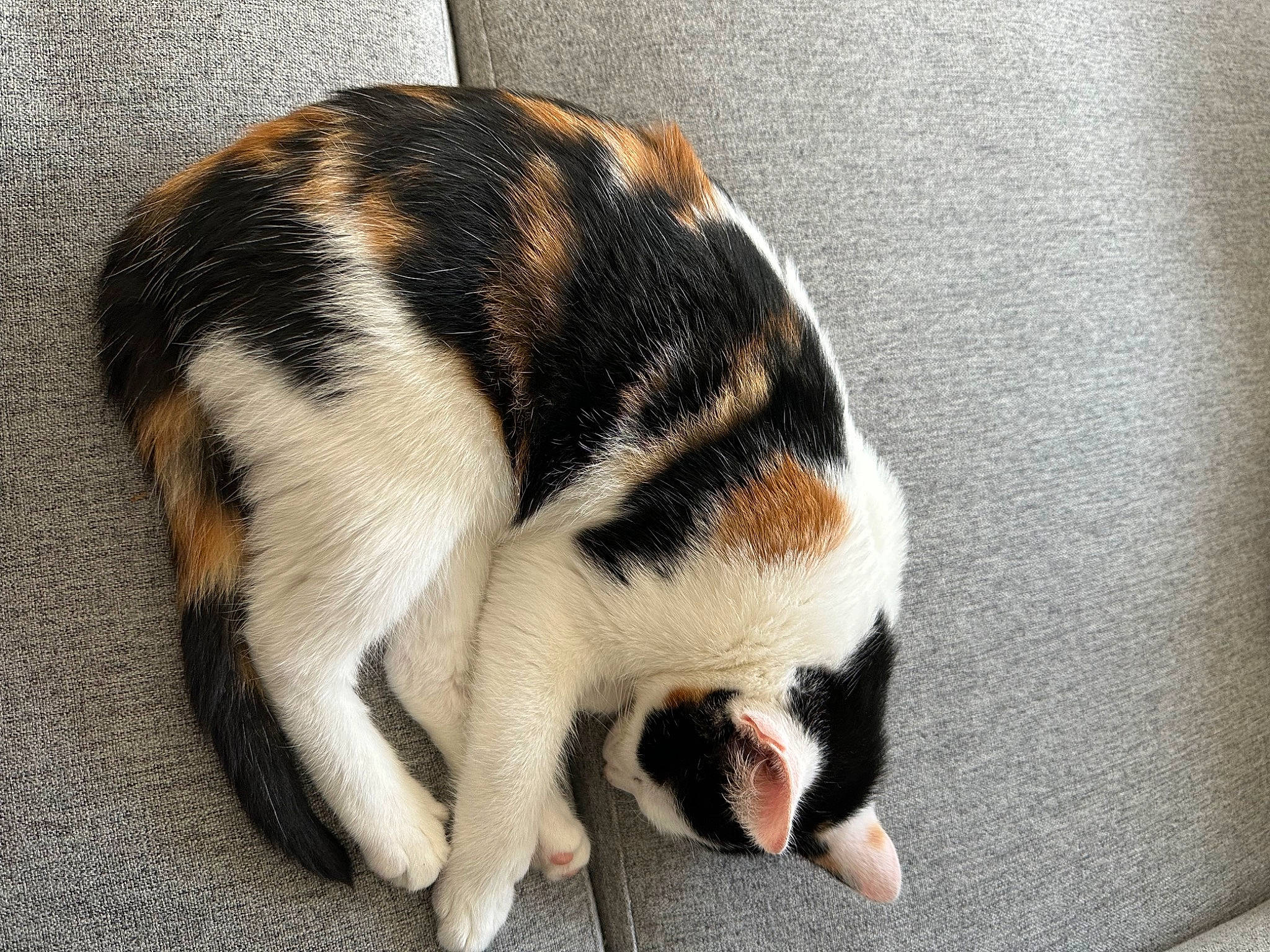 Tokyo a rejoint le concours — aidez-le/la à gagner de superbes lots ! carnivore, cat, dog_breed, domestic_short_haired_cat, felidae, fur, paw, small_to_medium_sized_cats, snout, sporting_group, tail, terrestrial_animal, whiskers