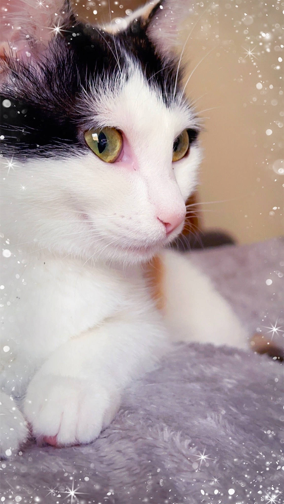 Tokyo a rejoint le concours — aidez-le/la à gagner de superbes lots ! carnivore, cat, claw, domestic_short_haired_cat, eye, eyelash, felidae, fur, head, paw, small_to_medium_sized_cats, snout, tail, terrestrial_animal, whiskers