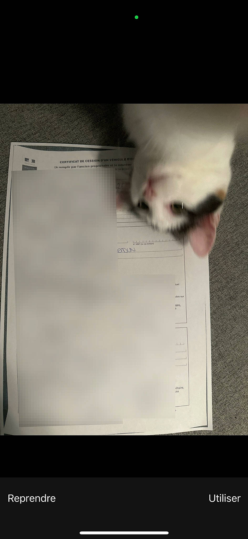 Tokyo participe au concours pour gagner de l'argent avec cette photo : balinese, birman, carnivore, cat, domestic_short_haired_cat, felidae, font, fur, head, paper, paper_product, paw, photo_caption, rectangle, siamese, small_to_medium_sized_cats, snout, tail, thai, whiskers