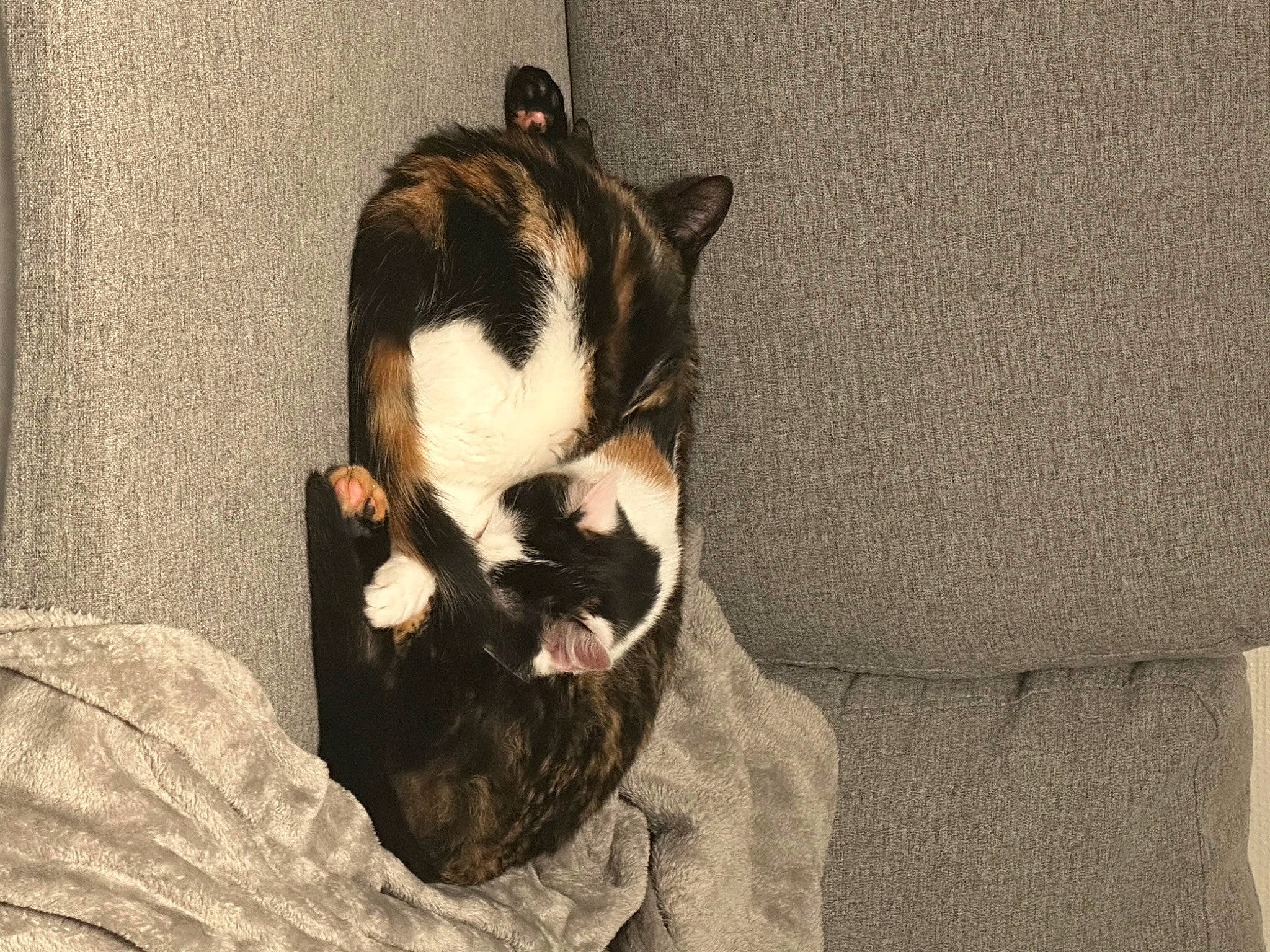 Tokyo participe au concours pour gagner de l'argent avec cette photo : beard, carnivore, cat, comfort, companion_dog, dog_breed, domestic_short_haired_cat, eye, felidae, fur, linens, nap, paw, room, small_to_medium_sized_cats, snout, tail, terrestrial_animal, whiskers, wood