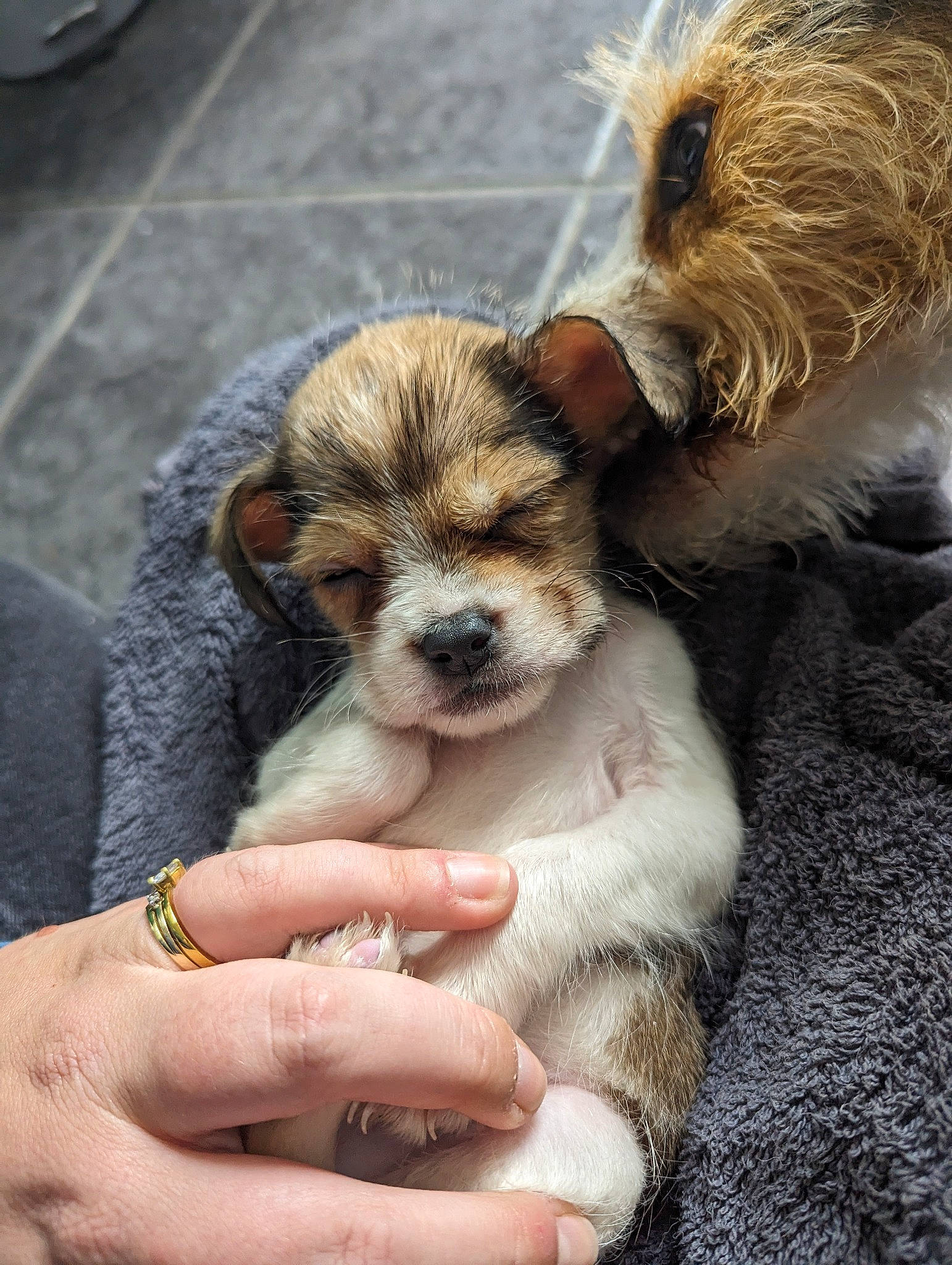 Rufus is registered to the contest to win money with this photo: canidae, carnivore, companion_dog, dog, dog_breed, dog_clothes, fawn, fur, jewellery, leash, nail, paw, puppy_love, small_terrier, sporting_group, street_dog, terrier, tire, toy_dog, wheel